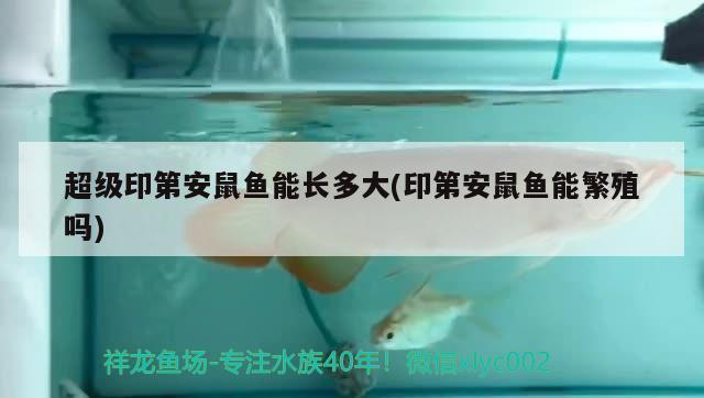 超級印第安鼠魚能長多大(印第安鼠魚能繁殖嗎) 觀賞魚