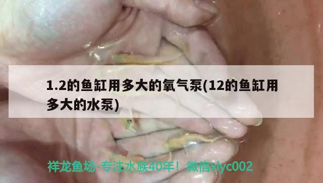 1.2的魚缸用多大的氧氣泵(12的魚缸用多大的水泵)