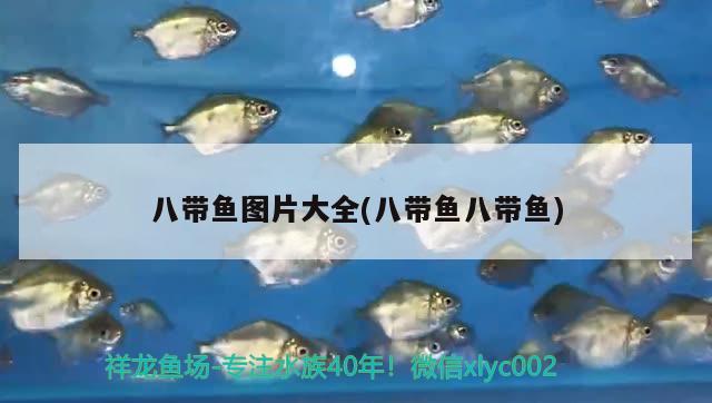 八帶魚圖片大全(八帶魚八帶魚) 觀賞魚