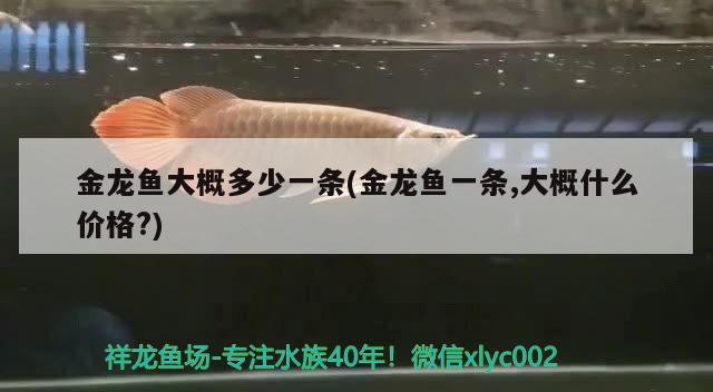 金龍魚大概多少一條(金龍魚一條,大概什么價格?) 觀賞魚