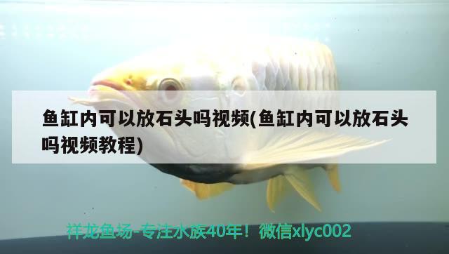 魚缸內(nèi)可以放石頭嗎視頻(魚缸內(nèi)可以放石頭嗎視頻教程)