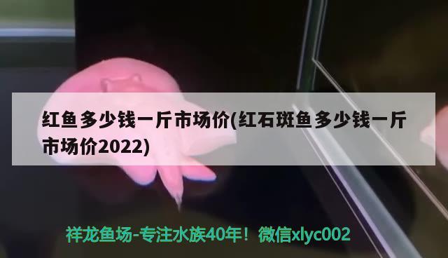 紅魚多少錢一斤市場價(紅石斑魚多少錢一斤市場價2022)