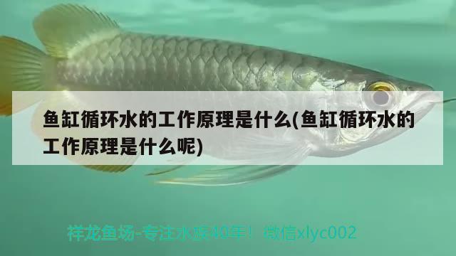 魚(yú)缸循環(huán)水的工作原理是什么(魚(yú)缸循環(huán)水的工作原理是什么呢) 綠皮辣椒小紅龍