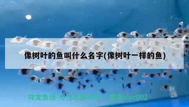 像樹葉的魚叫什么名字(像樹葉一樣的魚)