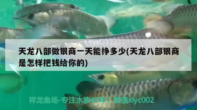 天龍八部做銀商一天能掙多少(天龍八部銀商是怎樣把錢給你的) 觀賞魚