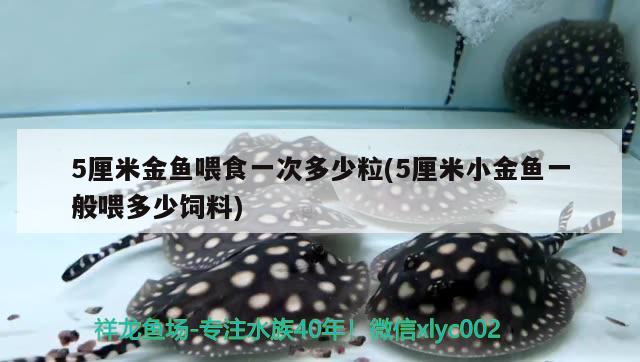 5厘米金魚喂食一次多少粒(5厘米小金魚一般喂多少飼料)