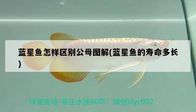 藍(lán)星魚(yú)怎樣區(qū)別公母圖解(藍(lán)星魚(yú)的壽命多長(zhǎng)) 觀(guān)賞魚(yú)