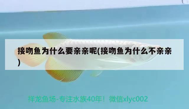 接吻魚為什么要親親呢(接吻魚為什么不親親) 觀賞魚