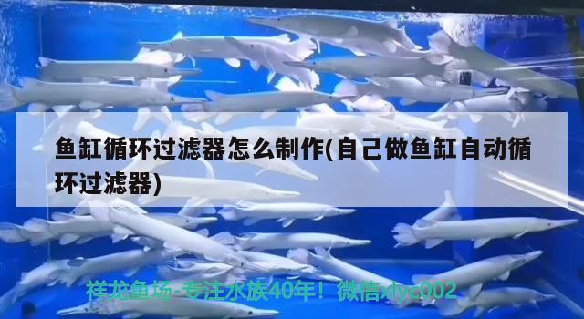 魚缸循環(huán)過濾器怎么制作(自己做魚缸自動循環(huán)過濾器)