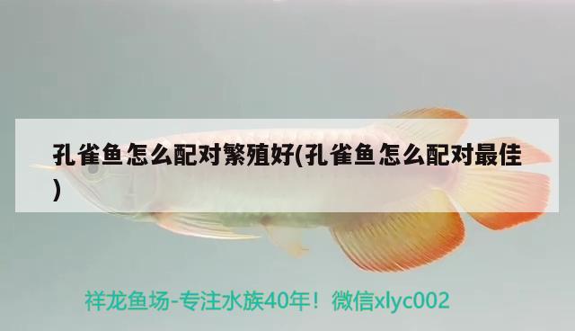 孔雀魚(yú)怎么配對(duì)繁殖好(孔雀魚(yú)怎么配對(duì)最佳) 觀賞魚(yú)