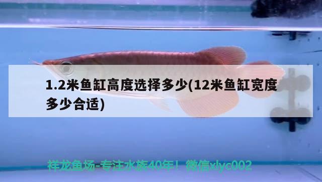 1.2米魚缸高度選擇多少(12米魚缸寬度多少合適) 委內(nèi)瑞拉奧里諾三間魚