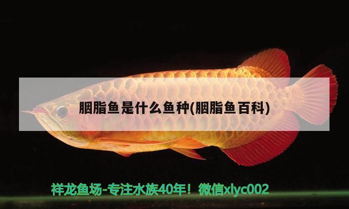 胭脂魚(yú)是什么魚(yú)種(胭脂魚(yú)百科) 觀賞魚(yú)