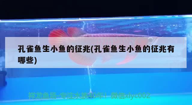 孔雀魚生小魚的征兆(孔雀魚生小魚的征兆有哪些) 觀賞魚