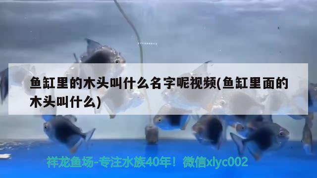 魚缸里的木頭叫什么名字呢視頻(魚缸里面的木頭叫什么)