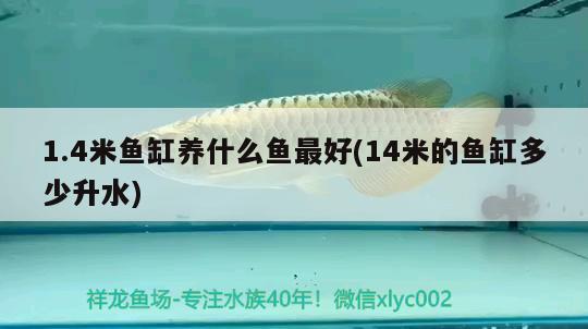 1.4米魚缸養(yǎng)什么魚最好(14米的魚缸多少升水) 三間鼠魚苗