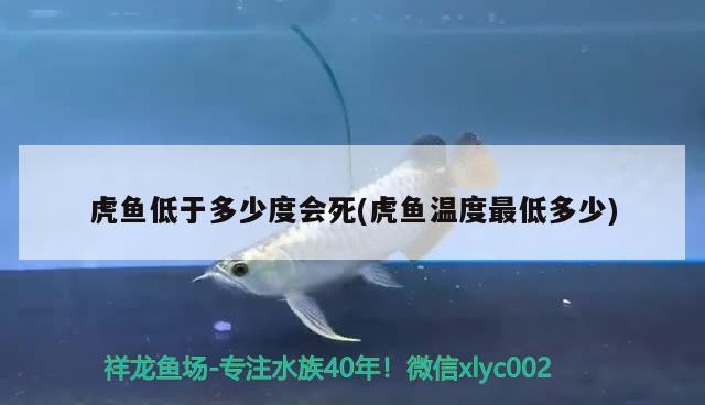 虎魚低于多少度會(huì)死(虎魚溫度最低多少) 虎魚百科