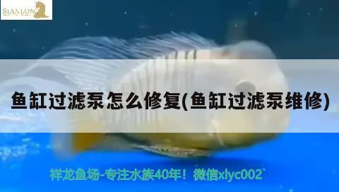 魚缸過濾泵怎么修復(fù)(魚缸過濾泵維修)