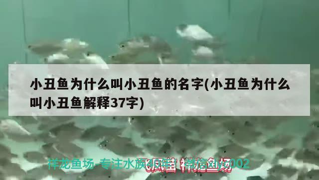 小丑魚(yú)為什么叫小丑魚(yú)的名字(小丑魚(yú)為什么叫小丑魚(yú)解釋37字)