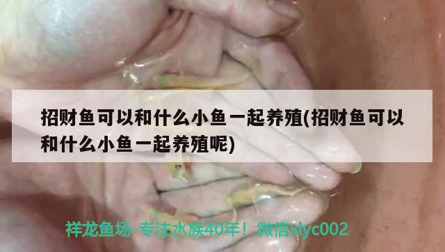 招財魚可以和什么小魚一起養(yǎng)殖(招財魚可以和什么小魚一起養(yǎng)殖呢)