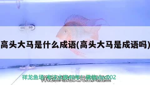 高頭大馬是什么成語(高頭大馬是成語嗎) 觀賞魚