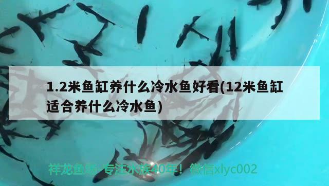 1.2米魚缸養(yǎng)什么冷水魚好看(12米魚缸適合養(yǎng)什么冷水魚)