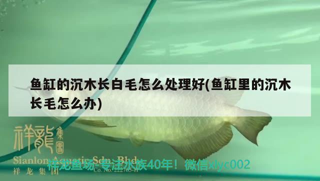 魚缸的沉木長(zhǎng)白毛怎么處理好(魚缸里的沉木長(zhǎng)毛怎么辦)