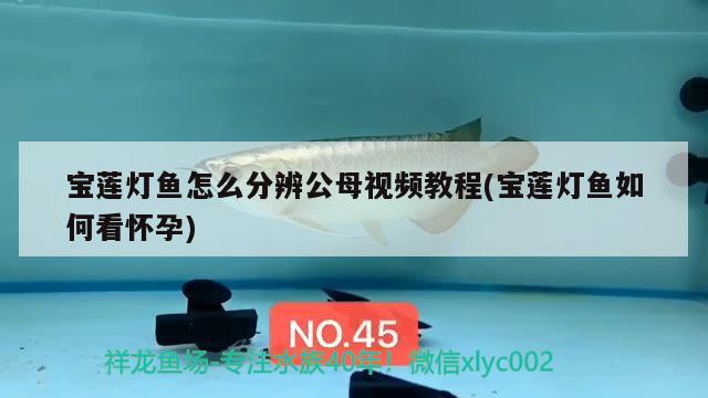 寶蓮燈魚怎么分辨公母視頻教程(寶蓮燈魚如何看懷孕) 觀賞魚