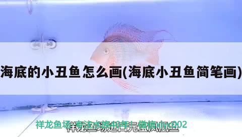 海底的小丑魚怎么畫(海底小丑魚簡筆畫)