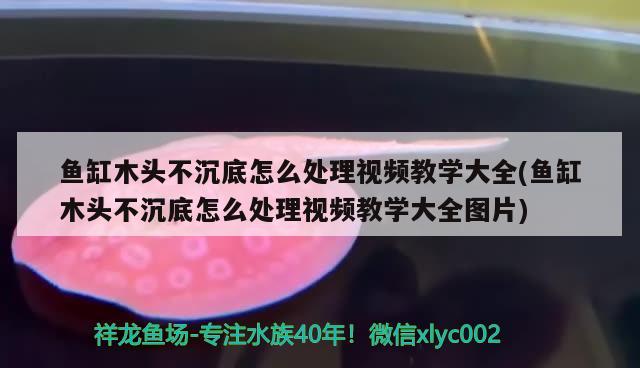 魚缸木頭不沉底怎么處理視頻教學大全(魚缸木頭不沉底怎么處理視頻教學大全圖片) 檸檬鯽