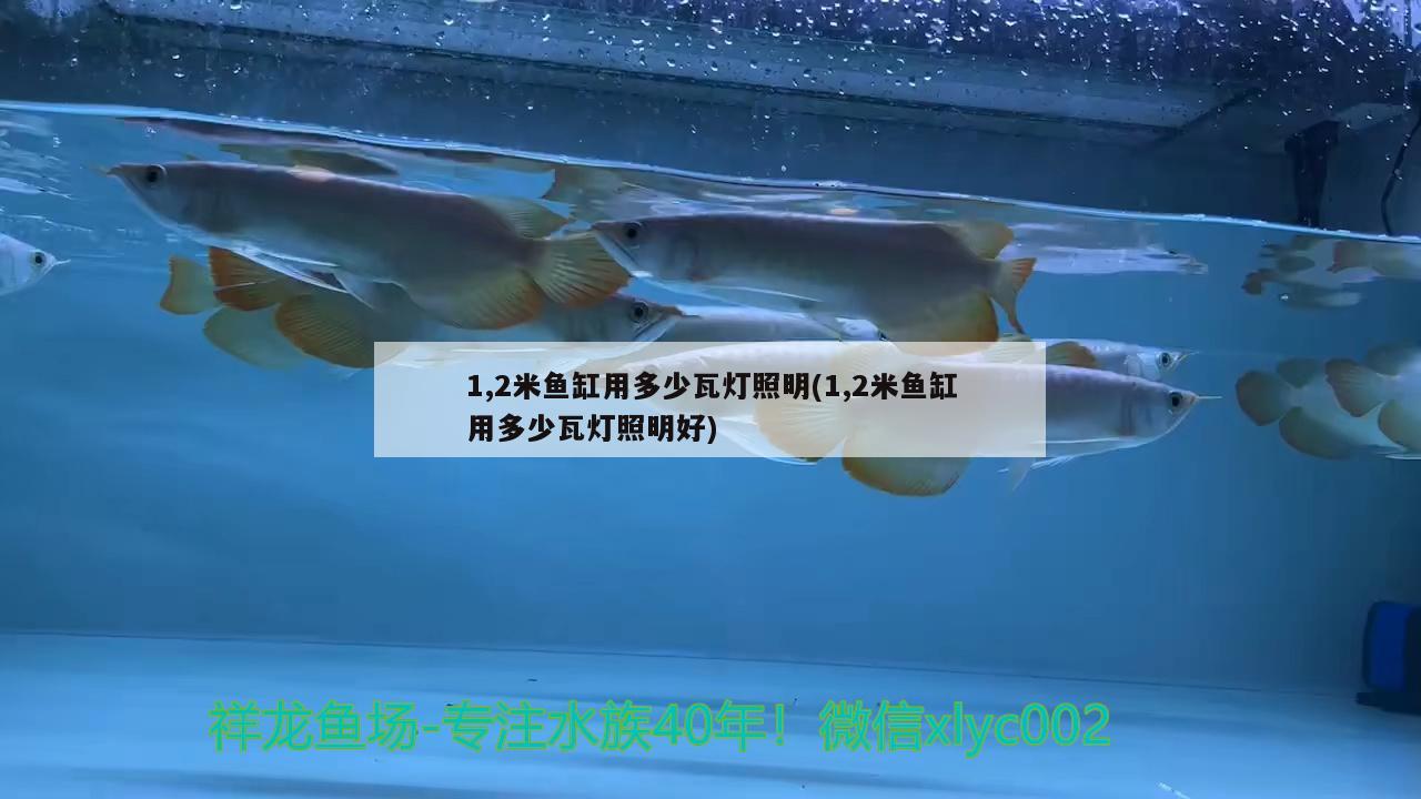 1,2米魚缸用多少瓦燈照明(1,2米魚缸用多少瓦燈照明好) 雙線側魚