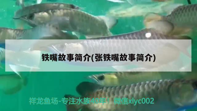 鐵嘴故事簡介(張鐵嘴故事簡介) 觀賞魚