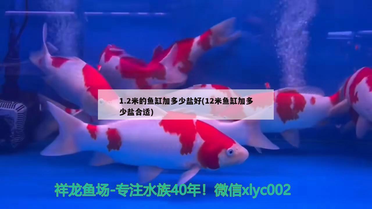 1.2米的魚缸加多少鹽好(12米魚缸加多少鹽合適)