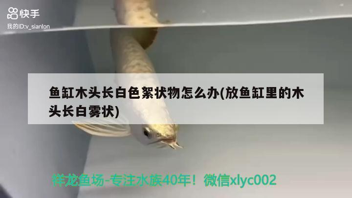 魚缸木頭長白色絮狀物怎么辦(放魚缸里的木頭長白霧狀) 月光鴨嘴魚