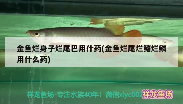 金魚爛身子爛尾巴用什藥(金魚爛尾爛鰭爛鱗用什么藥)