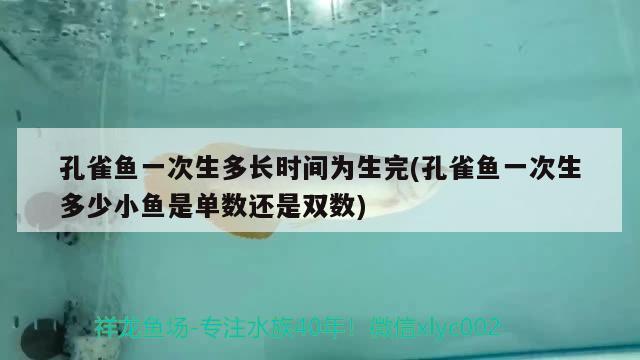 孔雀魚一次生多長(zhǎng)時(shí)間為生完(孔雀魚一次生多少小魚是單數(shù)還是雙數(shù)) 觀賞魚