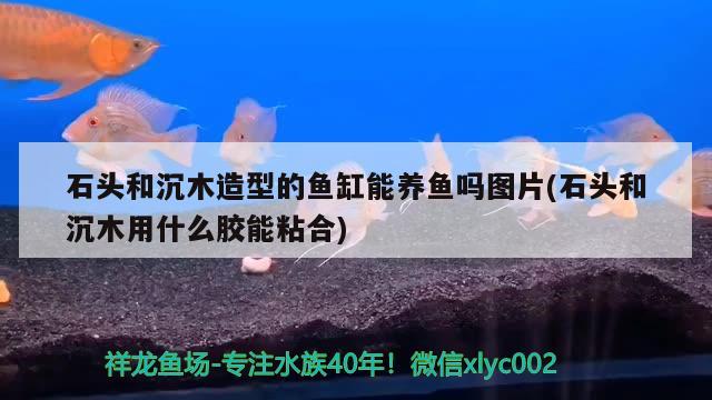 石頭和沉木造型的魚缸能養(yǎng)魚嗎圖片(石頭和沉木用什么膠能粘合)