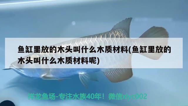 魚(yú)缸里放的木頭叫什么木質(zhì)材料(魚(yú)缸里放的木頭叫什么木質(zhì)材料呢)