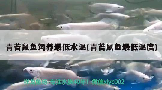 青苔鼠魚飼養(yǎng)最低水溫(青苔鼠魚最低溫度)