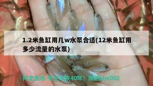 1.2米魚缸用幾w水泵合適(12米魚缸用多少流量的水泵) 斑馬鴨嘴魚