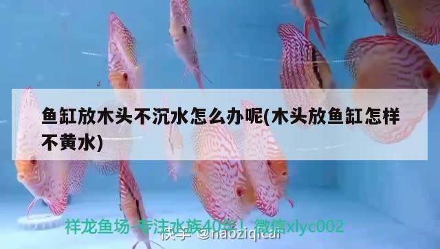 魚缸放木頭不沉水怎么辦呢(木頭放魚缸怎樣不黃水)