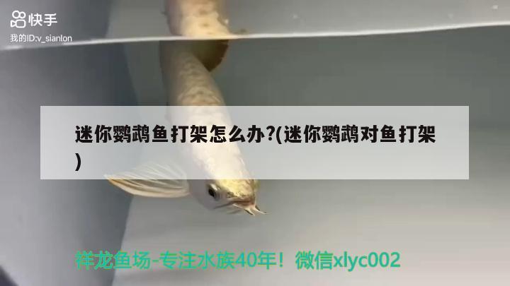 迷你鸚鵡魚打架怎么辦?(迷你鸚鵡對魚打架) 鸚鵡魚