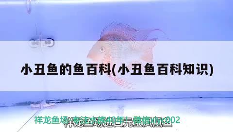 小丑魚(yú)的魚(yú)百科(小丑魚(yú)百科知識(shí)) 海水魚(yú)