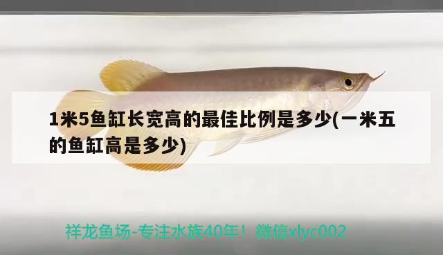 1米5魚缸長寬高的最佳比例是多少(一米五的魚缸高是多少) 白子球鯊魚