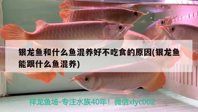 銀龍魚和什么魚混養(yǎng)好不吃食的原因(銀龍魚能跟什么魚混養(yǎng))