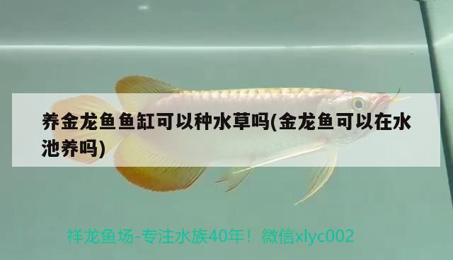 養(yǎng)金龍魚魚缸可以種水草嗎(金龍魚可以在水池養(yǎng)嗎)