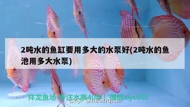 2噸水的魚缸要用多大的水泵好(2噸水的魚池用多大水泵) 祥禾Super Red紅龍魚