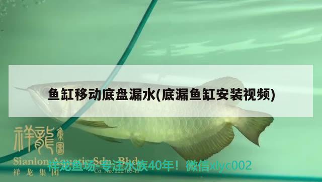 魚缸移動(dòng)底盤漏水(底漏魚缸安裝視頻)