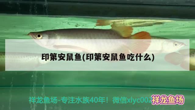 印第安鼠魚(印第安鼠魚吃什么)