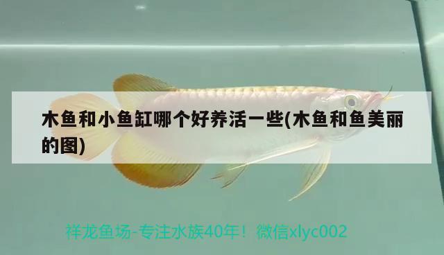 木魚和小魚缸哪個好養(yǎng)活一些(木魚和魚美麗的圖)