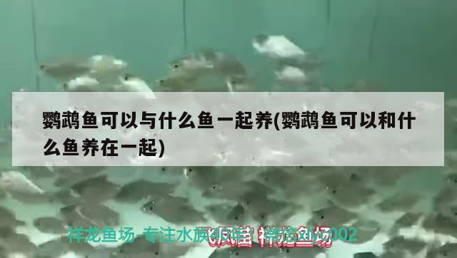 鸚鵡魚可以與什么魚一起養(yǎng)(鸚鵡魚可以和什么魚養(yǎng)在一起) 鸚鵡魚